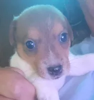 Lexie, a female Jack Russell Terrier for sale in Washington, NC – 2 of 2