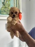 Orange Girl, a male Maltipoo for sale in Fort Myers, FL – 2 of 2