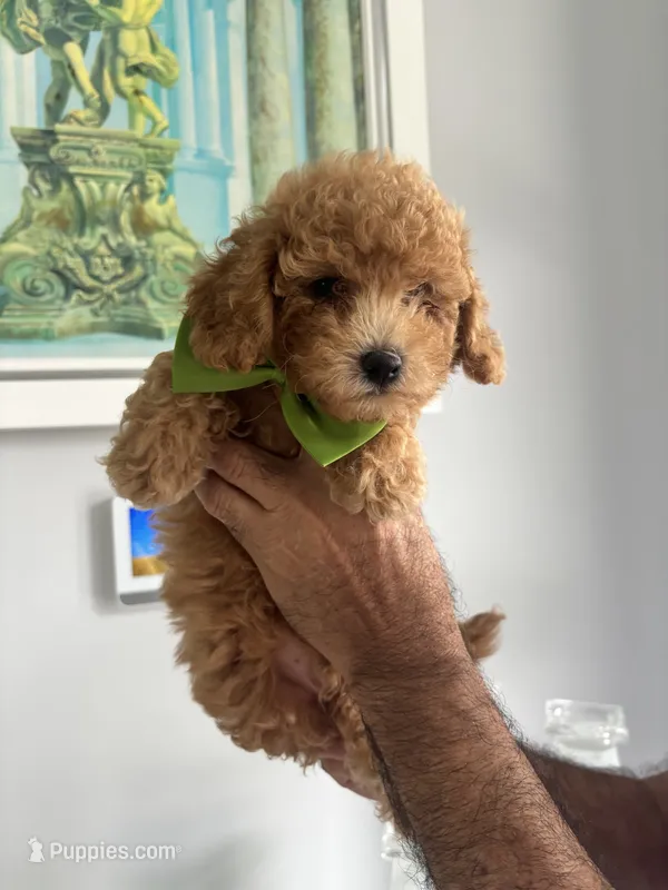 Light Green boy – Maltipoo puppy for sale in Fort Myers, FL