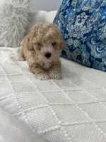 Dark Green boy, a male Maltipoo for sale in Fort Myers, FL – 3 of 5