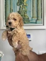 Dark Green boy, a male Maltipoo for sale in Fort Myers, FL – 2 of 5