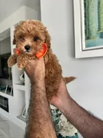 Orange boy, a male Maltipoo for sale in Fort Myers, FL – 2 of 5