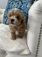 Red Girl, a female Maltipoo for sale in Fort Myers, FL – 3 of 5