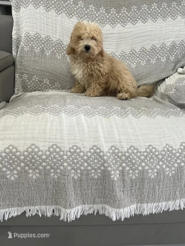 Dark Green boy – Maltipoo puppy for sale in Fort Myers, FL