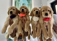 Red girl, a female Golden Retriever for sale in Fort Myers, FL – Photo 2 of 2