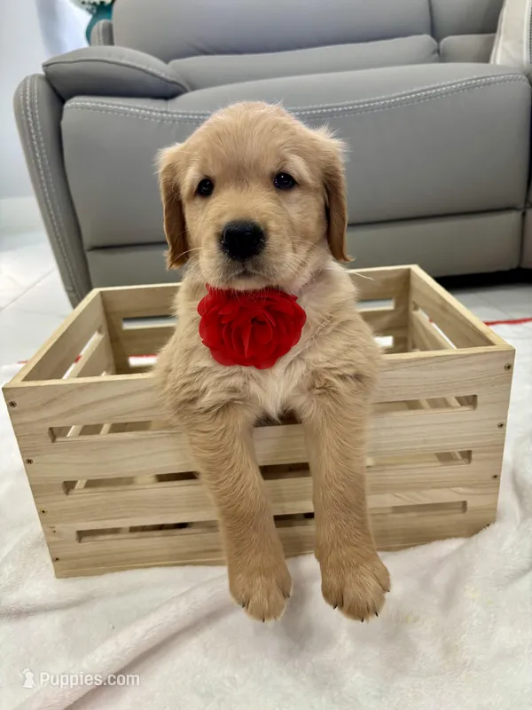 Red girl – Golden Retriever puppy for sale in Fort Myers, FL
