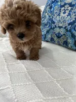 Orange boy, a male Maltipoo for sale in Fort Myers, FL – 4 of 5
