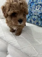 Orange boy, a male Maltipoo for sale in Fort Myers, FL – 5 of 5