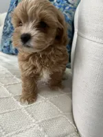 Red Girl, a female Maltipoo for sale in Fort Myers, FL – 4 of 5