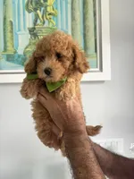 Light Green boy, a male Maltipoo for sale in Fort Myers, FL – 2 of 5