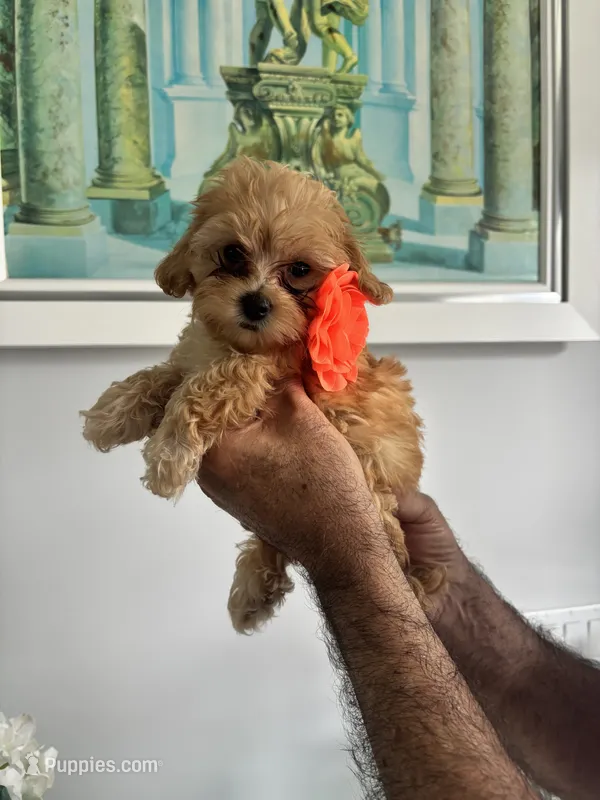Orange Girl – Maltipoo puppy for sale in Fort Myers, FL