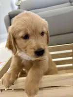 White Girl, a female Golden Retriever for sale in Fort Myers, FL – Photo 1 of 2