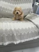 Dark Green boy, a male Maltipoo for sale in Fort Myers, FL – 2 of 7
