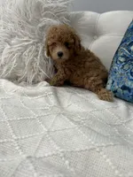 Light Green boy, a male Maltipoo for sale in Fort Myers, FL – 3 of 5