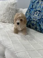Dark Green boy, a male Maltipoo for sale in Fort Myers, FL – 4 of 5