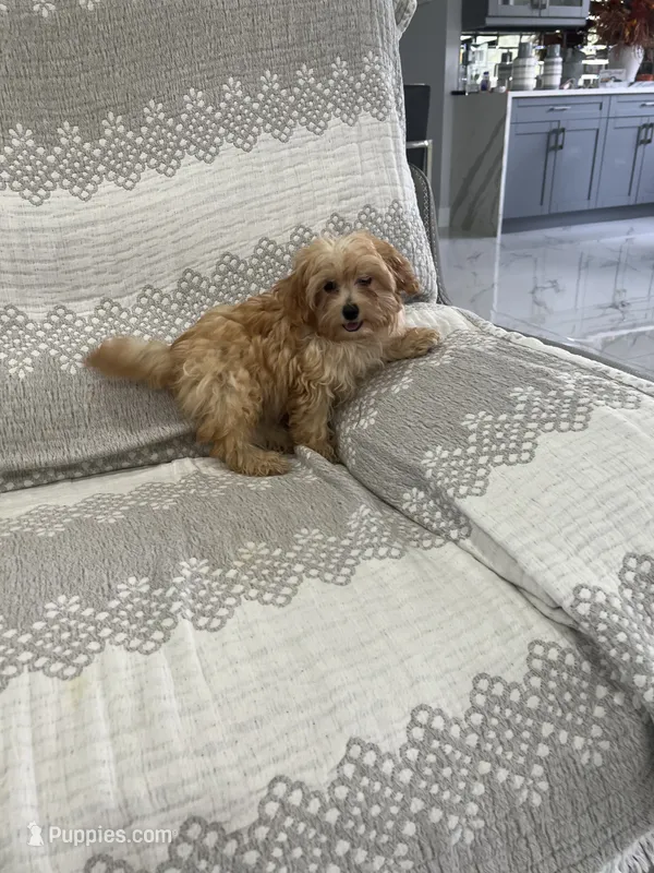 Orange Girl – Maltipoo puppy for sale in Fort Myers, FL