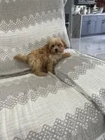 Orange Girl, a male Maltipoo for sale in Fort Myers, FL – 1 of 4
