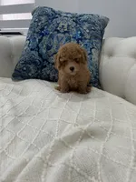 Light Green boy, a male Maltipoo for sale in Fort Myers, FL – 4 of 5