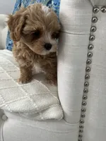 Red Girl, a female Maltipoo for sale in Fort Myers, FL – 5 of 5