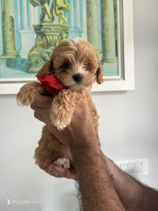 Red Girl – Maltipoo puppy for sale in Fort Myers, FL