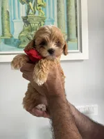 Red Girl, a female Maltipoo for sale in Fort Myers, FL – 1 of 5