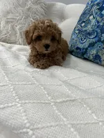 Orange boy, a male Maltipoo for sale in Fort Myers, FL – 3 of 5