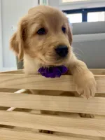Purple Girl, a female Golden Retriever for sale in Fort Myers, FL – Photo 1 of 2