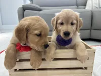 Purple Girl, a female Golden Retriever for sale in Fort Myers, FL – Photo 2 of 2