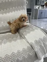 Orange Girl, a male Maltipoo for sale in Fort Myers, FL – 2 of 4