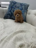 Light Green boy, a male Maltipoo for sale in Fort Myers, FL – 5 of 5
