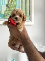 Red Girl, a female Maltipoo for sale in Fort Myers, FL – 2 of 5