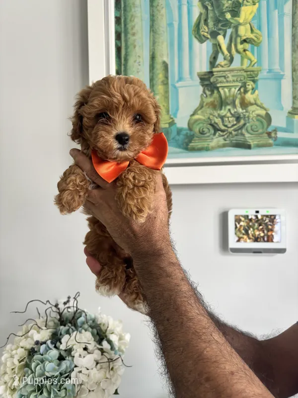 Orange boy – Maltipoo puppy for sale in Fort Myers, FL