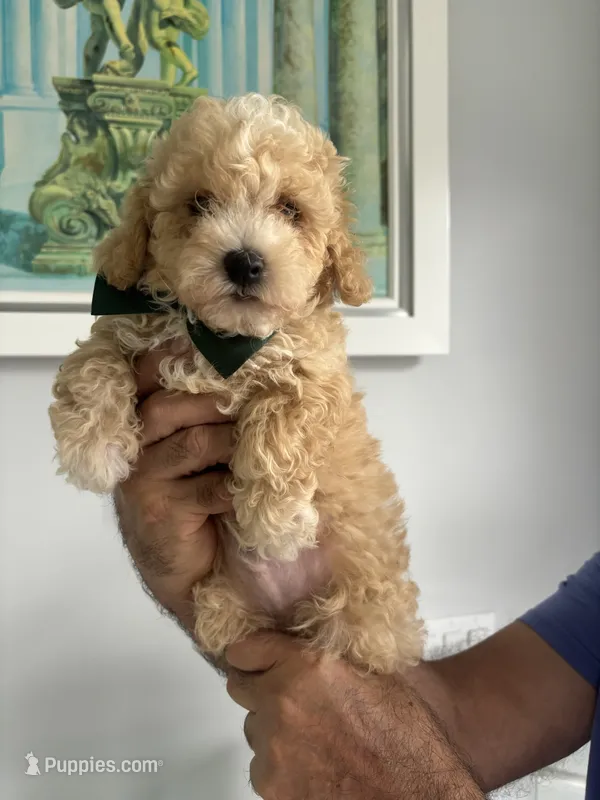 Dark Green boy – Maltipoo puppy for sale in Fort Myers, FL