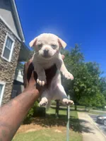Chihuahua  , a male Chihuahua for sale in Macon, GA – 2 of 2