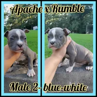 blue male 2, a male American Bully for sale in Birmingham, AL – 3 of 8