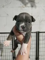 blue female 2, a female American Bully for sale in Birmingham, AL – 2 of 6