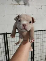 Lilac merle boy -1, a male American Bully for sale in Birmingham, AL – 2 of 6