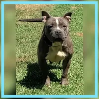 Lilac merle boy, a male American Bully for sale in Birmingham, AL – 3 of 5