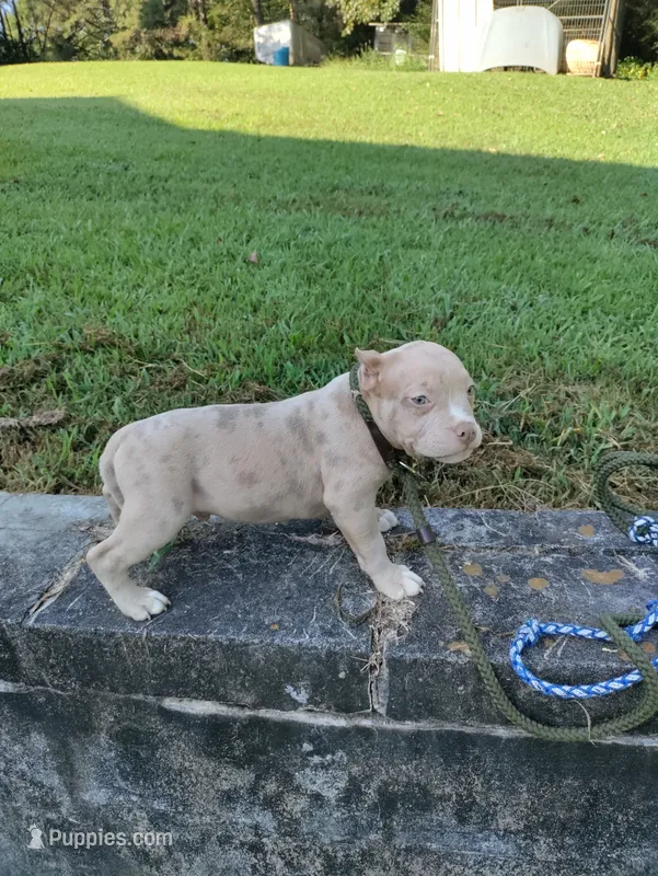 Lilac merle boy – American Bully puppy for sale in Birmingham, AL