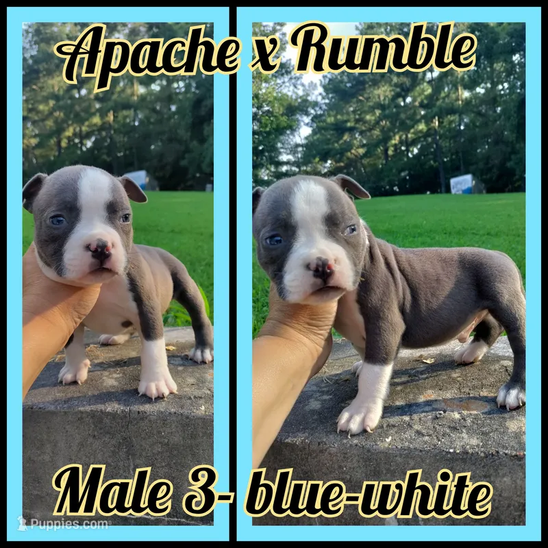blue male 3 – American Bully puppy for sale in Birmingham, AL