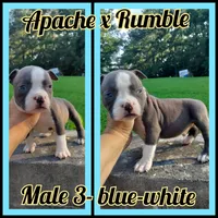 blue male 3, a male American Bully for sale in Birmingham, AL – 1 of 6