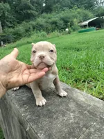 Lilac merle boy, a male American Bully for sale in Birmingham, AL – 4 of 5