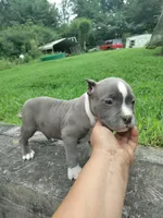 blue male 2, a male American Bully for sale in Birmingham, AL – 1 of 8