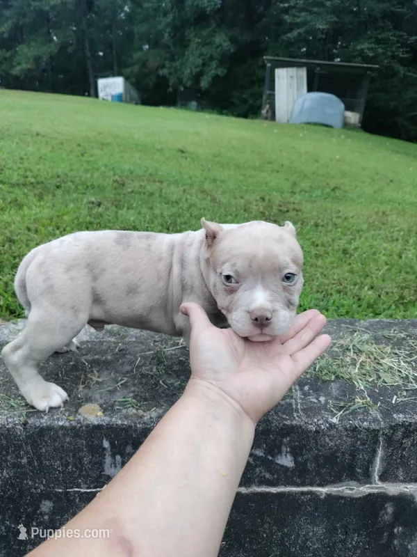 Lilac merle boy -1 – American Bully puppy for sale in Birmingham, AL