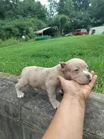 Lilac merle boy, a male American Bully for sale in Birmingham, AL – 5 of 5