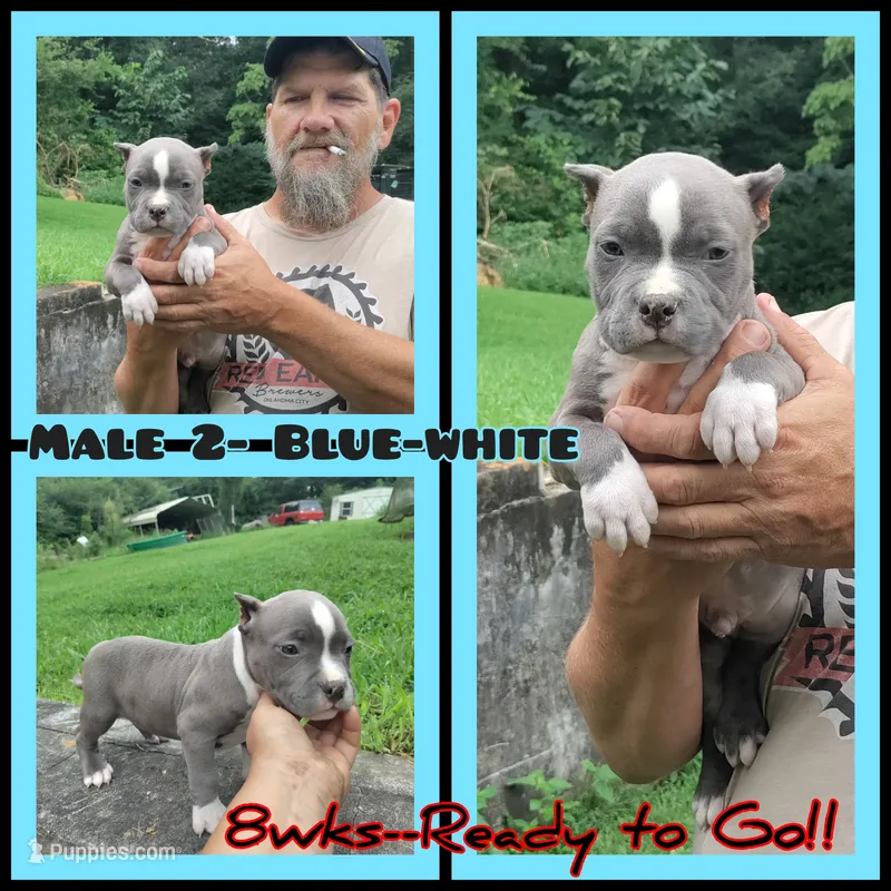 blue male 2 – American Bully puppy for sale in Birmingham, AL