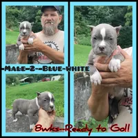 blue male 2, a male American Bully for sale in Birmingham, AL – 2 of 8