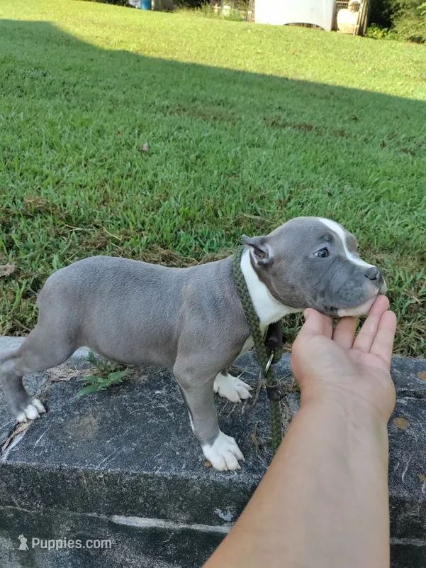 blue male 3 – American Bully puppy for sale in Birmingham, AL