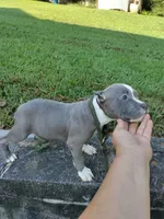 blue male 3, a male American Bully for sale in Birmingham, AL – 1 of 9