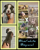 blue male 3, a male American Bully for sale in Birmingham, AL – 6 of 6